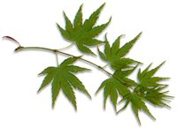 Japanese maple leaves